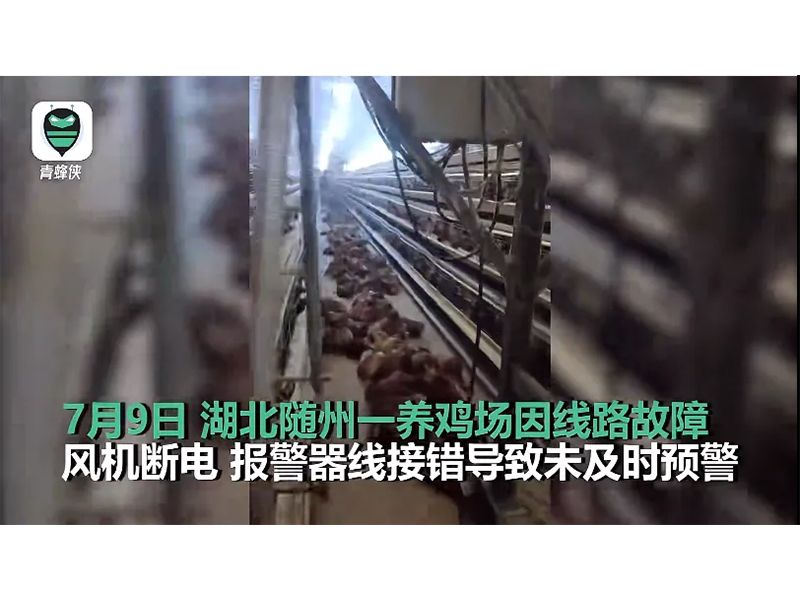 4000只雞被熱死！湖北養(yǎng)雞場停電故障給我們的啟示